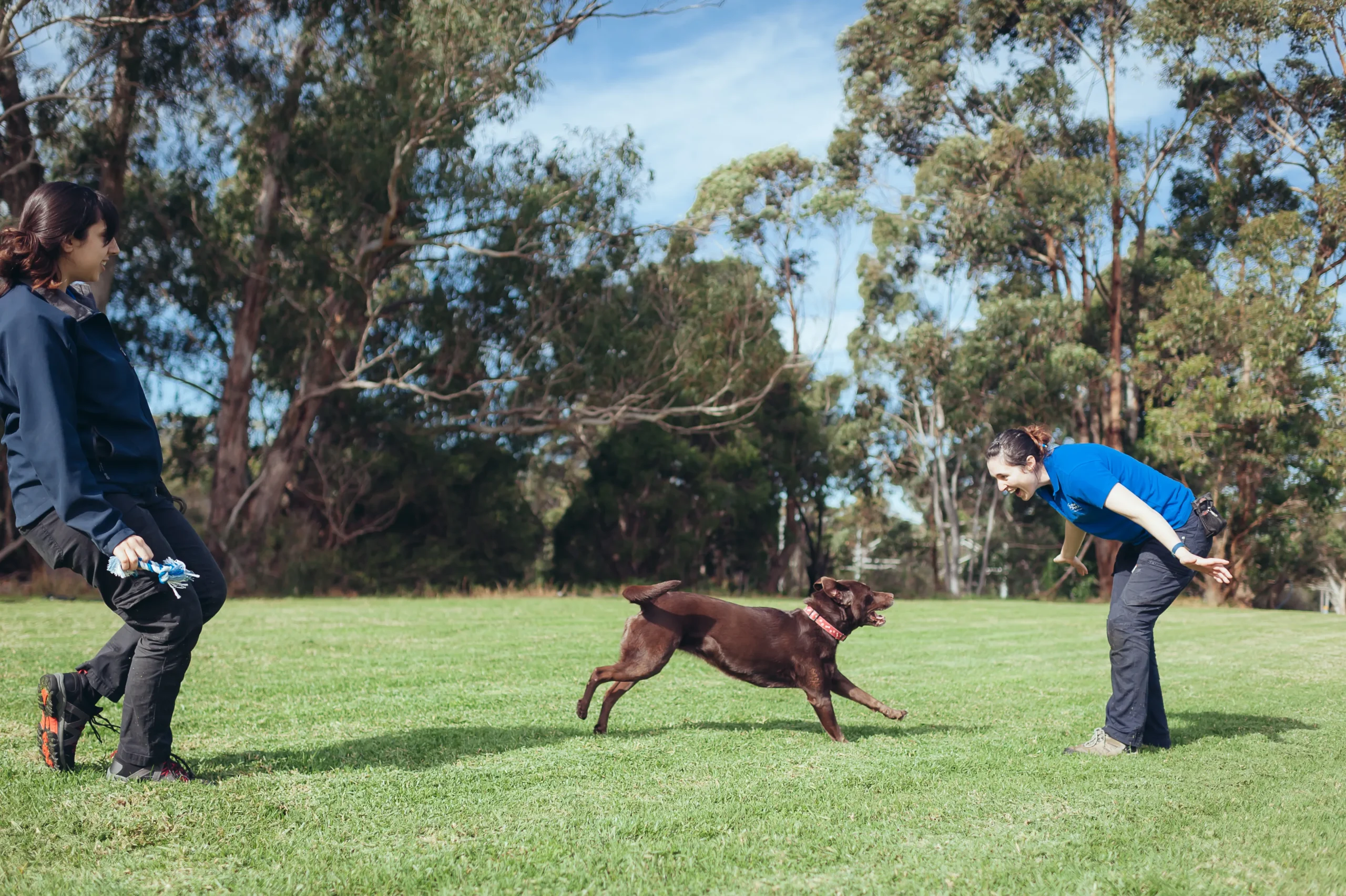 Dog running across a grassy park
